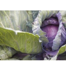 Red Acre Cabbage