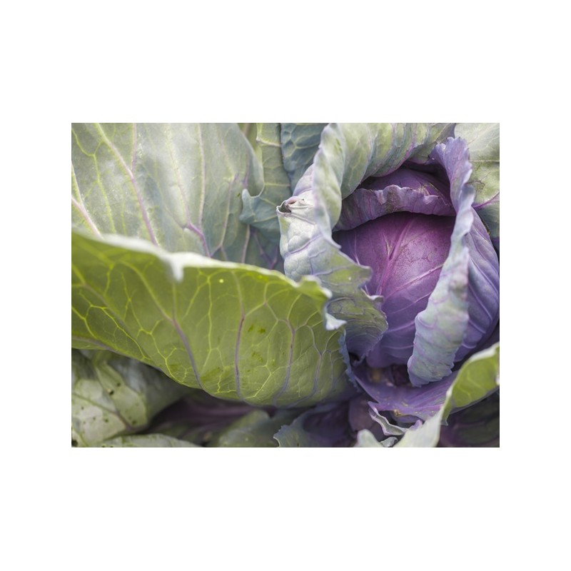 Red Acre Cabbage