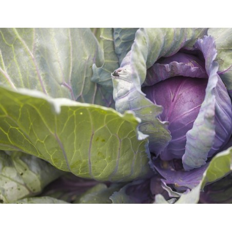 Red Acre Cabbage