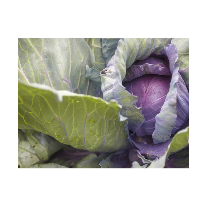 Cabbage Seeds, Red Acre