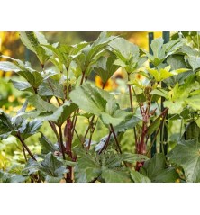 Red Burgundy Okra