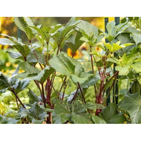 Red Burgundy Okra