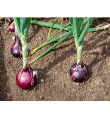 Red Burgundy Onion