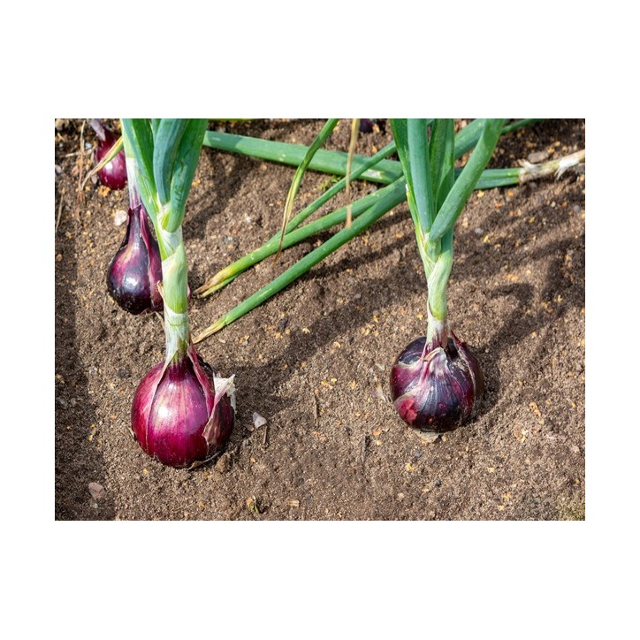 Red Burgundy Onion