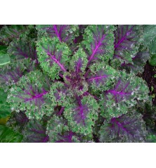 Red Russian Kale