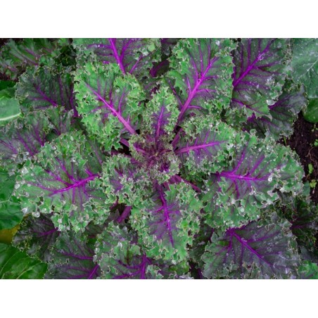 Red Russian Kale