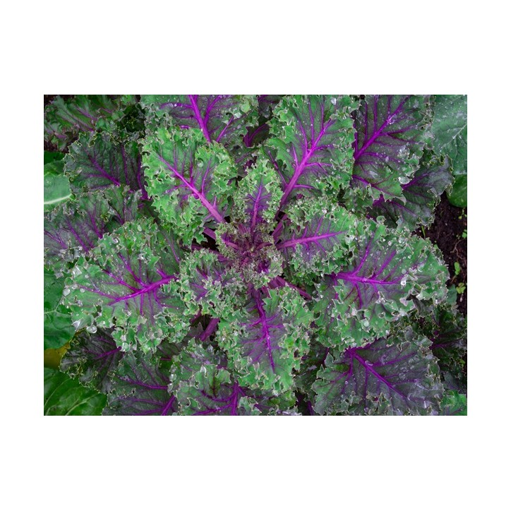 Red Russian Kale