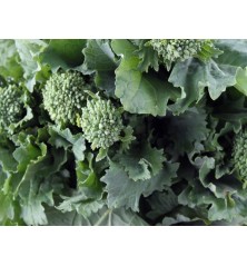 Spring Rapini Broccoli