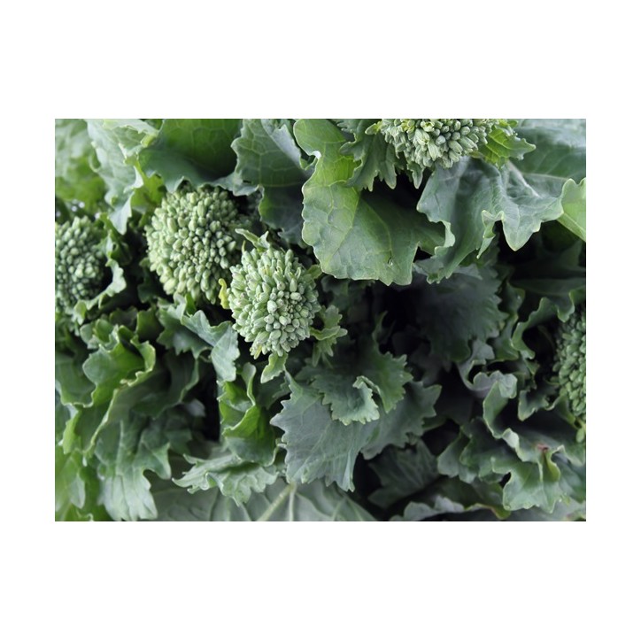 Spring Rapini Broccoli