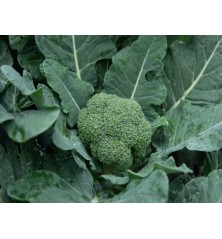 Waltham 29 Broccoli