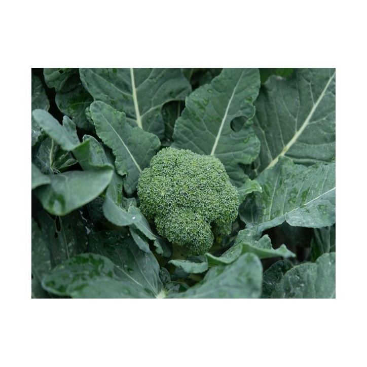 Waltham 29 Broccoli