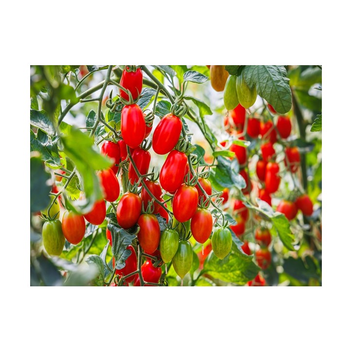 Tomato Seeds, Roma