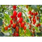 Tomato Seeds - Roma Tomato Seeds - Roma