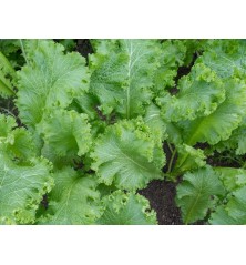 Southern Giant Curled Mustard