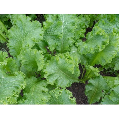 Southern Giant Curled Mustard