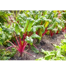 Chard Seeds, Ruby Red Swiss