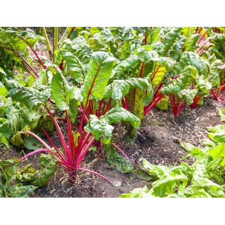 Chard Seeds, Ruby Red Swiss