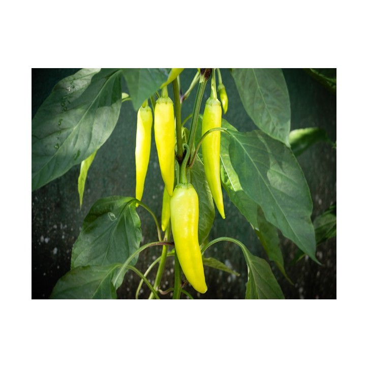 Pepper Seeds, Sweet Banana