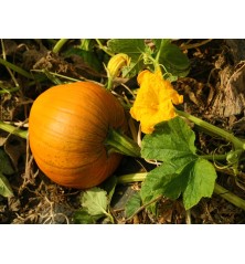 Jack O'Lantern Pumpkin