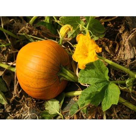 Jack O'Lantern Pumpkin