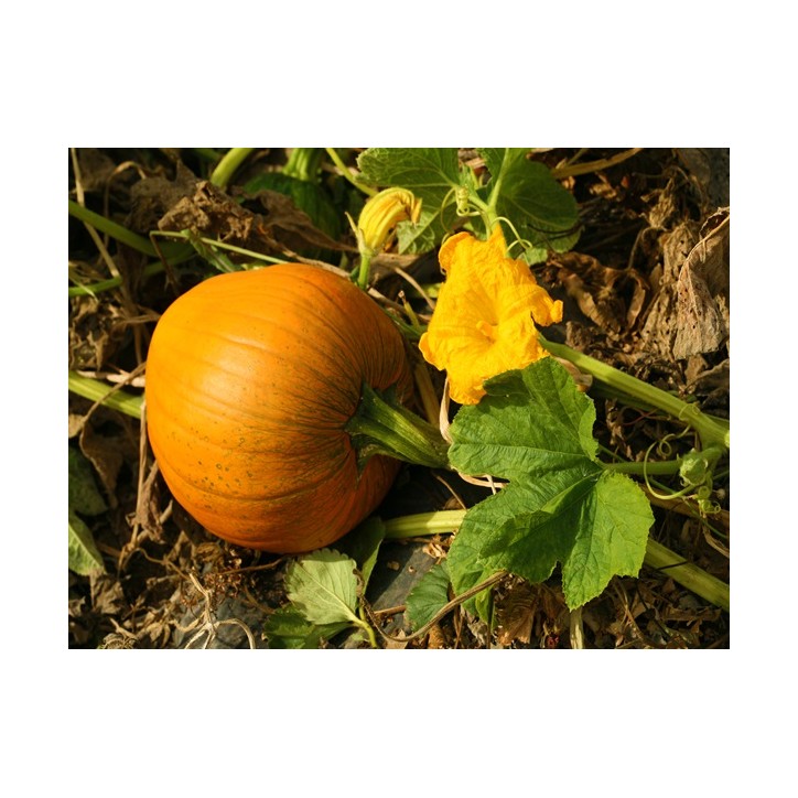 Jack O'Lantern Pumpkin