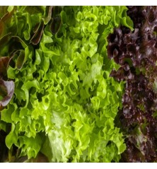 7 Variety Heirloom Lettuce Lover's Package