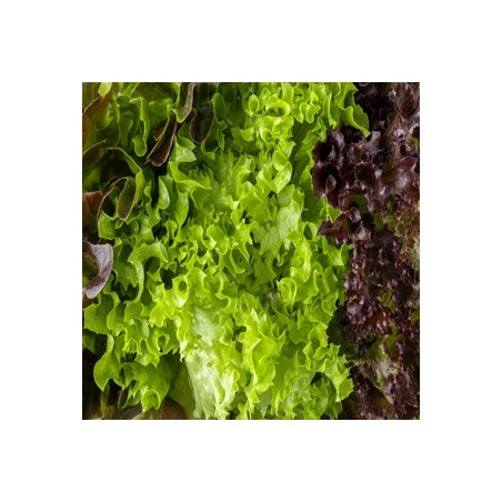 7 Variety Heirloom Lettuce Lover's Package