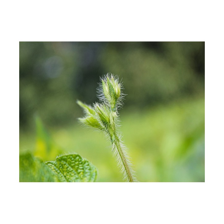 Bean Seeds, Black Turtle