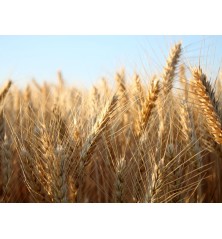 8 Variety Grain Heirloom Seed Package