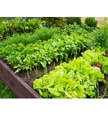 12 Variety Heirloom Garden Package