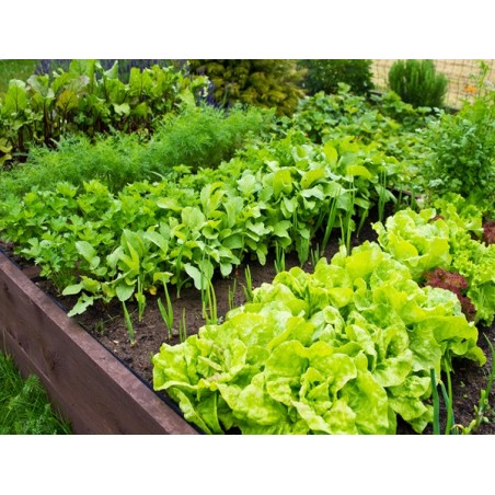 12 Variety Heirloom Garden Package