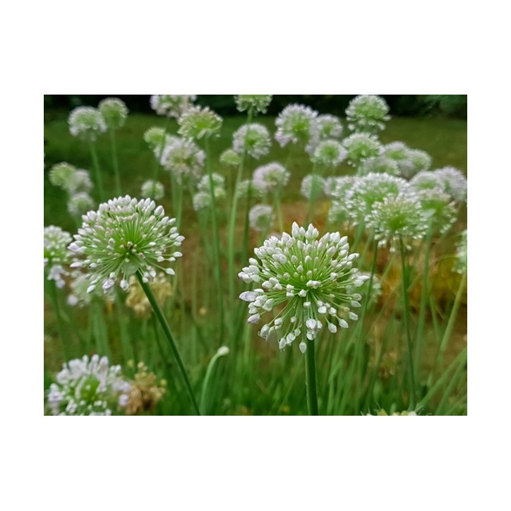 Garlic Chives