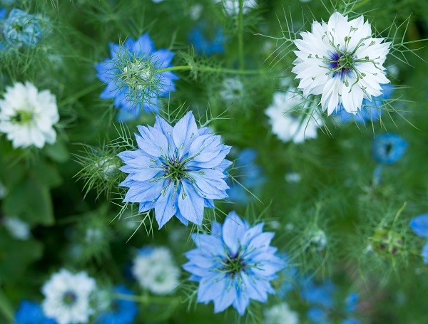 CRESS - Curly Cress — Seeds Trust