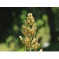 Quinoa Seeds - Organic Quinoa Seeds - Organic