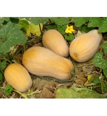 Waltham Butternut Squash Heirloom Seeds - 100% Non-GMO & Open-Pollinated - The Seed Guy