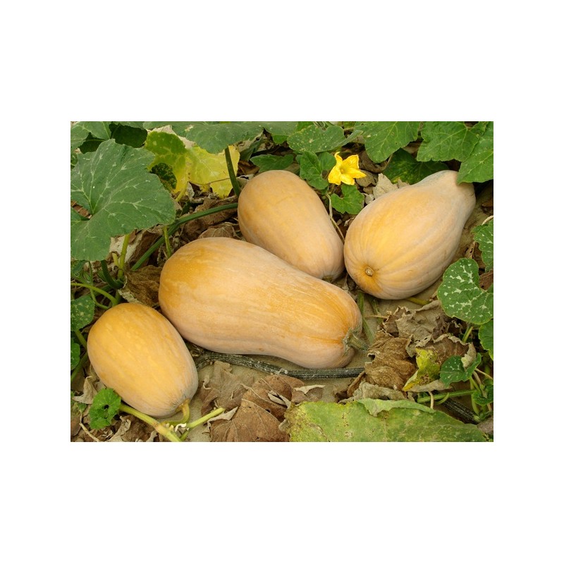 Waltham Butternut Squash Heirloom Seeds - 100% Non-GMO & Open-Pollinated - The Seed Guy