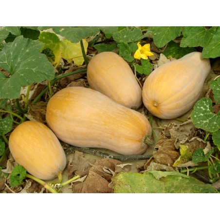 Waltham Butternut Squash Heirloom Seeds - 100% Non-GMO & Open-Pollinated - The Seed Guy