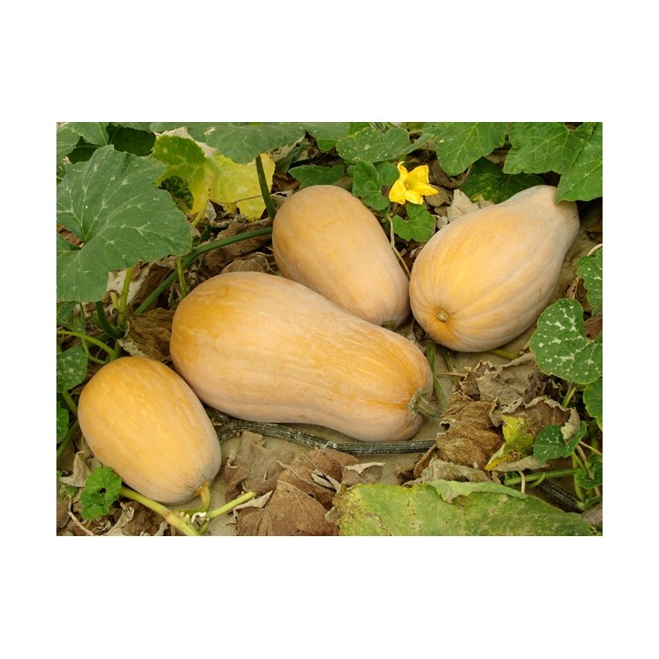 Squash Seeds - Waltham Butternut