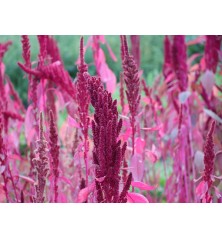 Amaranth Seeds, Organic