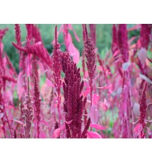 Amaranth (Organic)