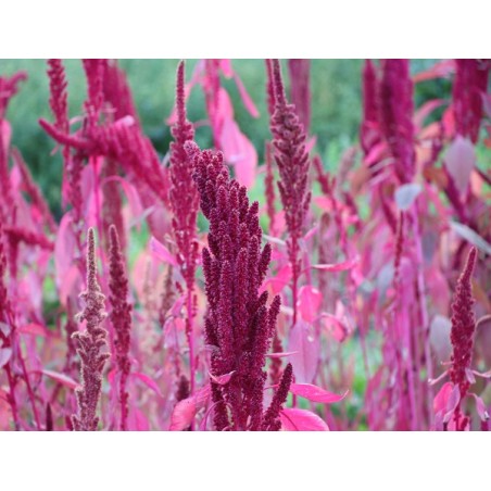 Amaranth (Organic)