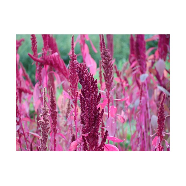 Amaranth (Organic)