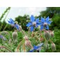Borage Seeds Borage Seeds