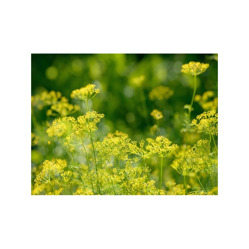 Bouquet Dill