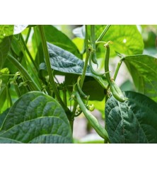 Blue Lake Bush Bean Seeds