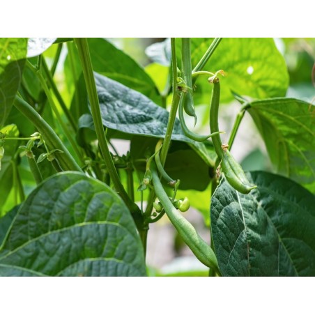 Blue Lake Bush Bean Seeds