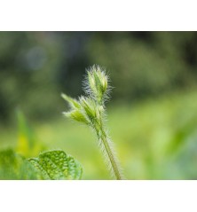 Black Turtle Bean