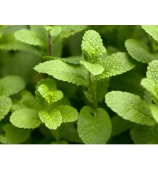 Spearmint Seeds