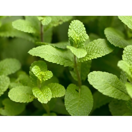Spearmint Seeds