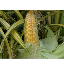 Golden Bantam Sweet Corn